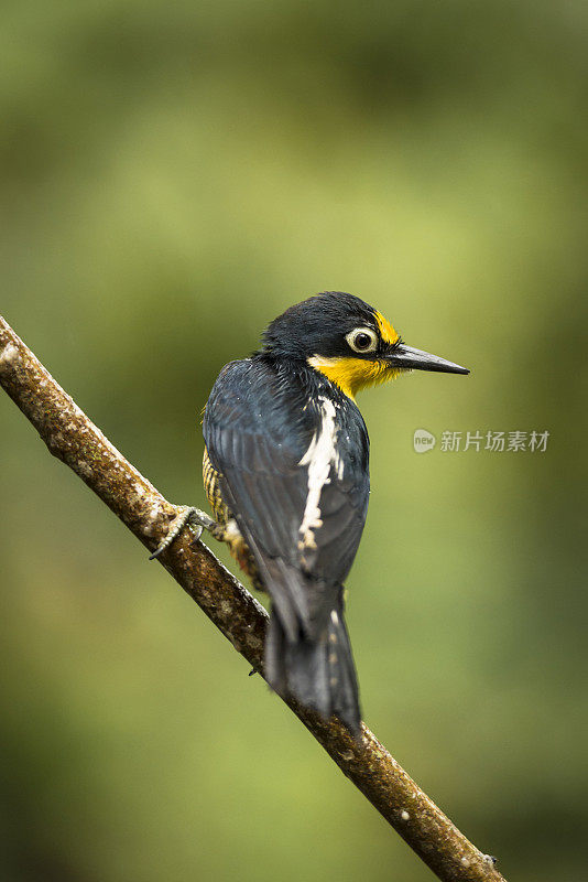 黄额啄木鸟(Melanerpes flavifrons)